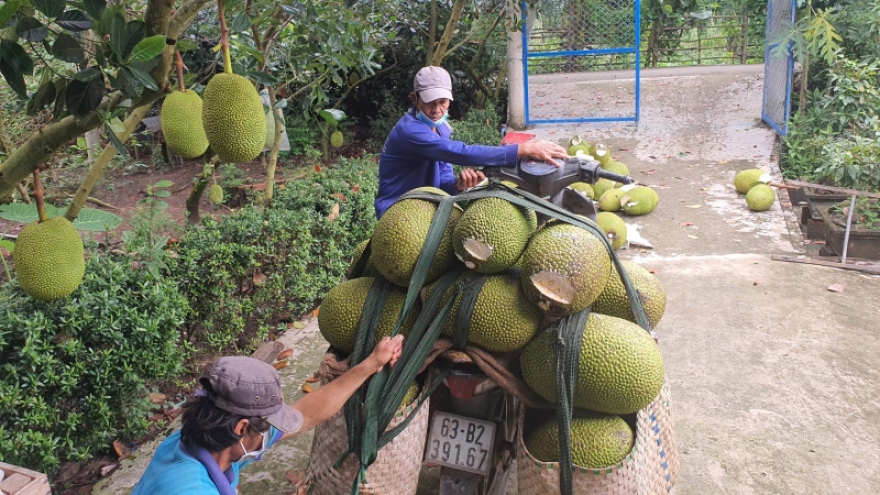 Giá mít ở Tiền Giang chỉ còn 2.000-3.000đ/kg do ùn ứ ở cửa khẩu với Trung Quốc